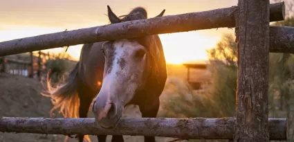 Caballo en El Askar Andalusí en el atardecer