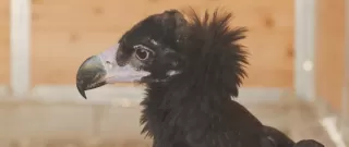 Buitre negro rescatado por los equipos de cetreros